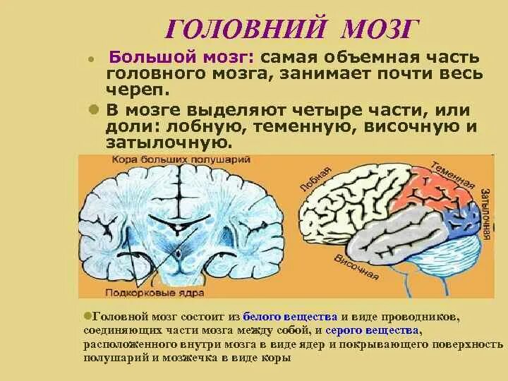 Из чего состоит мозг человека состав. Головной мозг состоит из вещества. лобная доля. кора большого мозга. поражение белого вещества лобной доли.