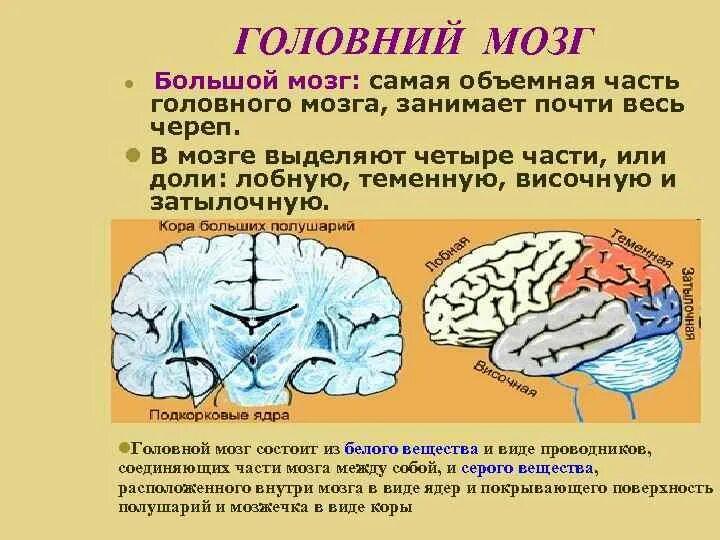 Головной мозг состоит из вещества. Поражение белого вещества лобной доли.