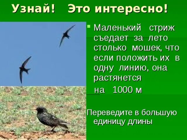 Информация о стрижах для 4. Маленькое сообщение о Стрижах. Интересные и необычные факты о Стрижах. Сообщение о Стрижах большое. Сообщение о Стрижах 4 класс.