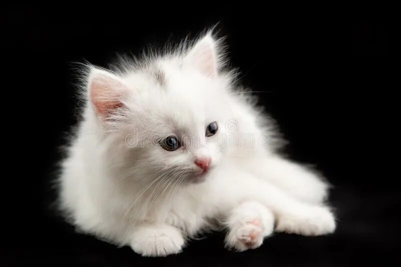 Видеть котенка белого. К чему снится белая кошка. Видеть котенка белого. Белый котенок домашнее. Видеть котенка белого.