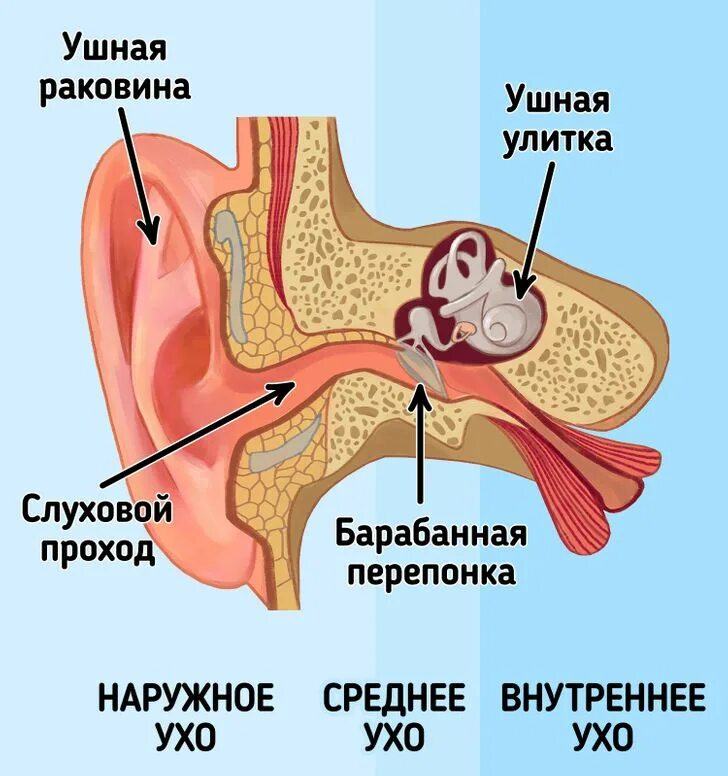 Наружное ухо состоит из ушной раковины. Наружное среднее и внутреннее ухо. Среденееухо состоит из. Из чего состоит среднее ухо.