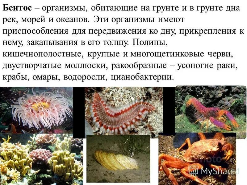 Фитопланктон нанопланктон зоопланктон. Как называются организмы обитающие. Водяные организмы. Эдафобионты в наземно воздушной среде. Организменная среда обитания паразиты.