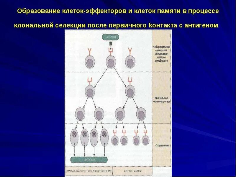 Клонально-Селекционная теория иммунология. Образование клеток. Клональная селекция и клеток. Образование клеток памяти. Т клетки образуются