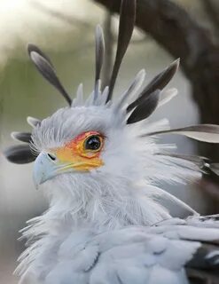Птица секретарь