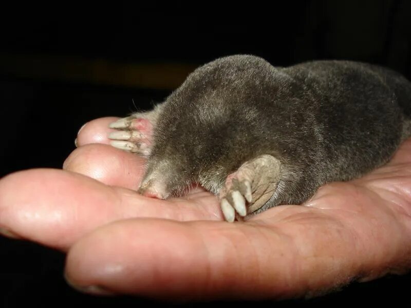 Крот обыкновенный. Какого размера крот. Самый большой крот в мире. Крот большой звездонос. Земляной крот.