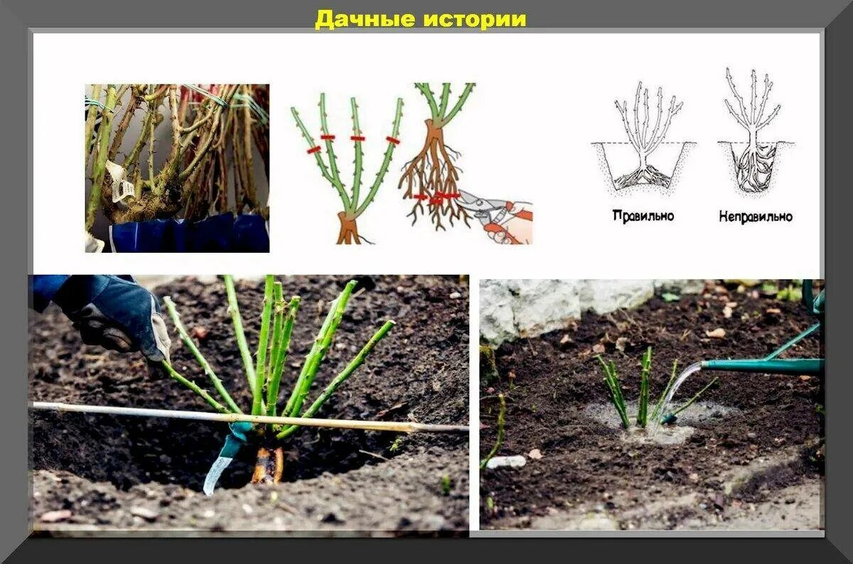 Когда садить розы в открытый. Посадка штамбовой розы осенью. посадка плетистой розы весной. корневая шейка плетистой розы. посадка плетистой розы весной в открытый грунт.