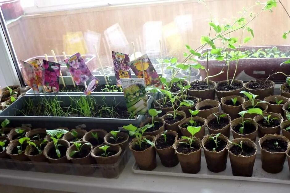 Всходы однолетников. Рассада цветов дома. Рассада цветов дома. Огород рассада. Пикировка ампельной петунии.