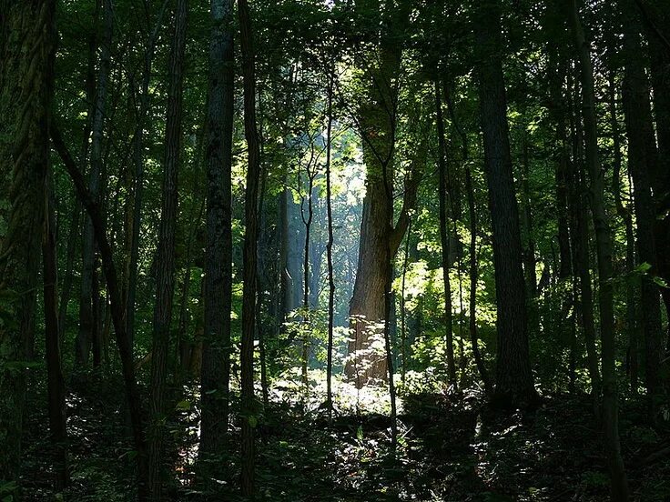 Dense forest. Forest canopy. rainforest canopy. full canopy forest.