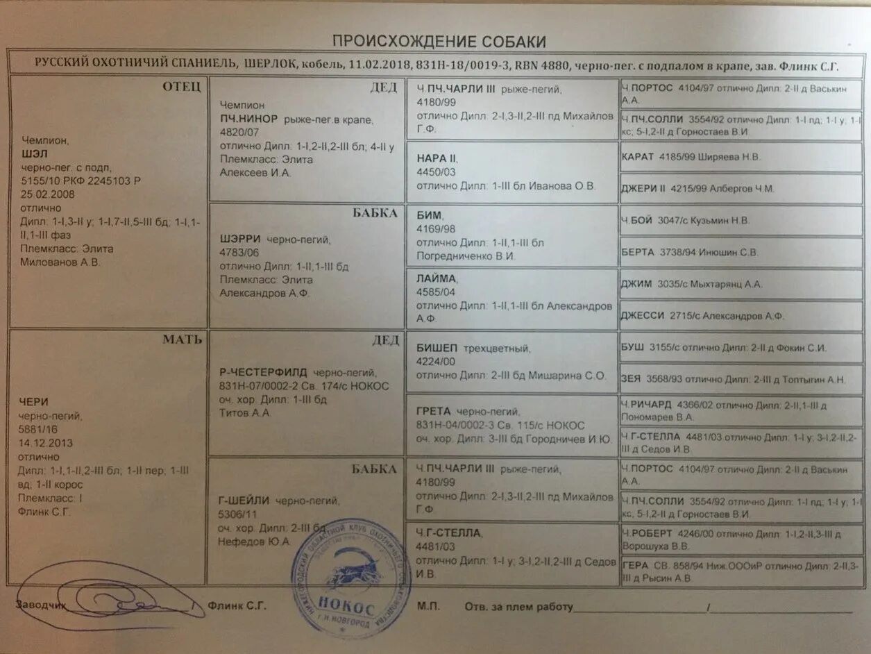 родословная охотничьей собаки. ркф плем. родословная щенка как выглядит. родословная собаки ркф образец. родословная таксы ркф.