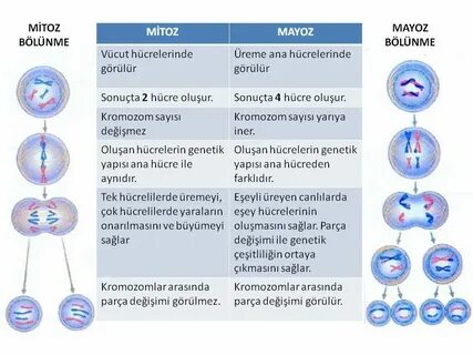 Митоз мейоз 10 класс