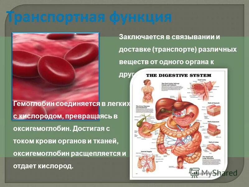 Эритроциты содержат белок. Транспортная функция гемоглобина. Транспортная функция белков схема. Транспортная гемоглобин. Белка, выполняющего транспортную функцию.