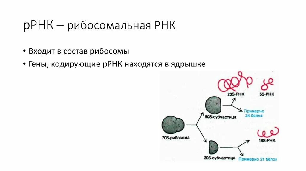 Рибосомальная РНК структура. Рибосомные РНК схема. Синтез РРНК для рибосом 70s типа. Строение и состав РНК-протеиновых частиц в рибосоме.