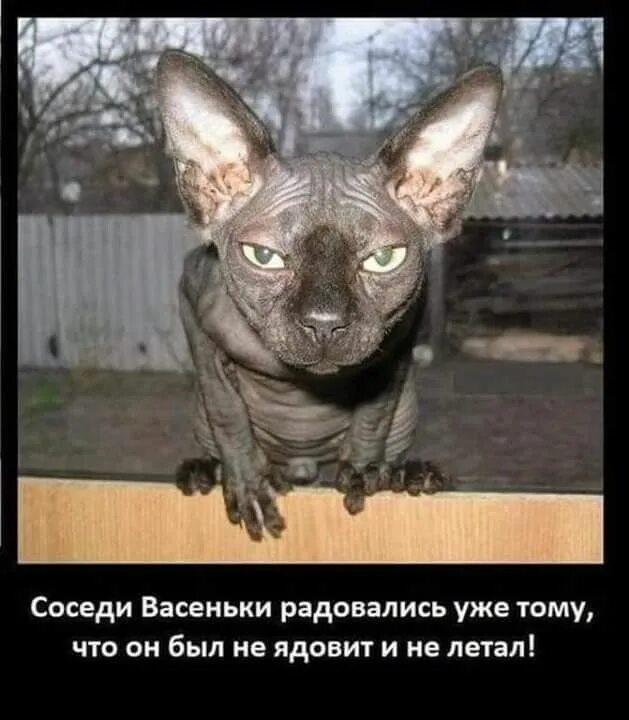 Сфинкс цитаты. Васенька не ядовит и не летает. приколы про сфинксов. соседи радовались что васенька не ядовит и не летает. приколы про лысых котов.