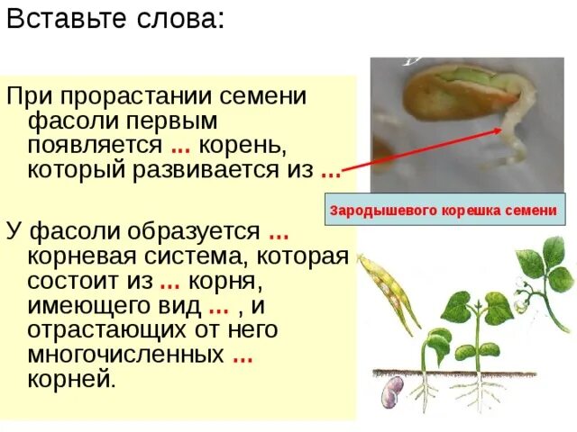 Верны ли следующие суждения о прорастании семян. Из семени при прорастании первым появляется. При прорастании семени фасоли 1 появляется. Первым при прорастании семени появляется корень. При проростание семян появляется что.