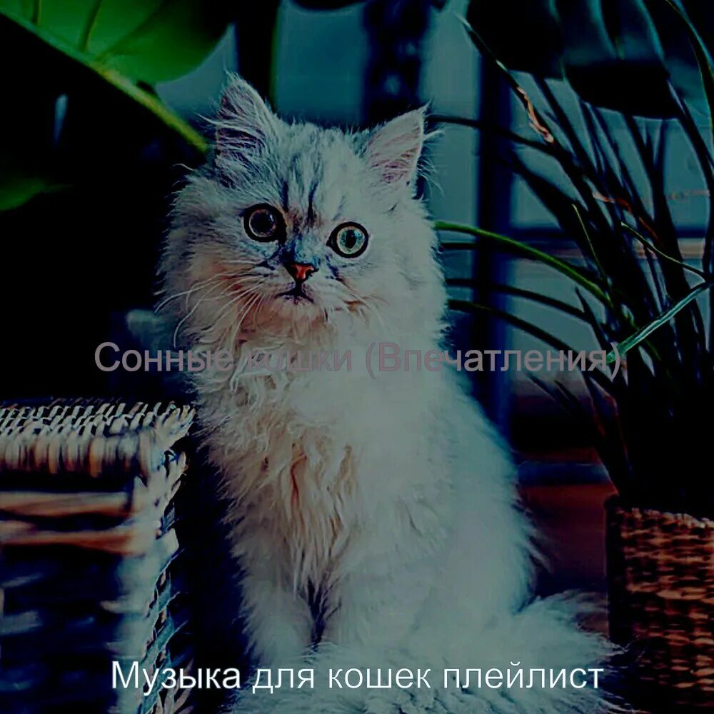 Кошачья музыка для кошки слушать. Кошачья музыка для кошки слушать. Музыка для кошек. Кошачья музыка для кошки слушать. Песня про котят.