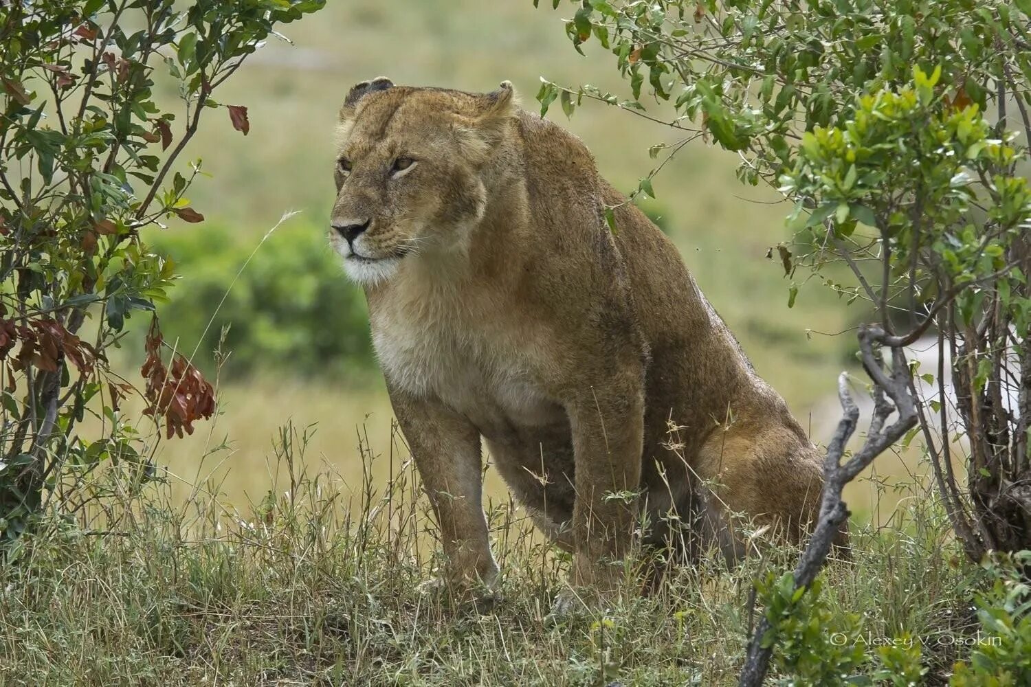 Мосбахский Лев. Африканский Лев львы. Львы в саванне. Львица в Африке. Africa lion