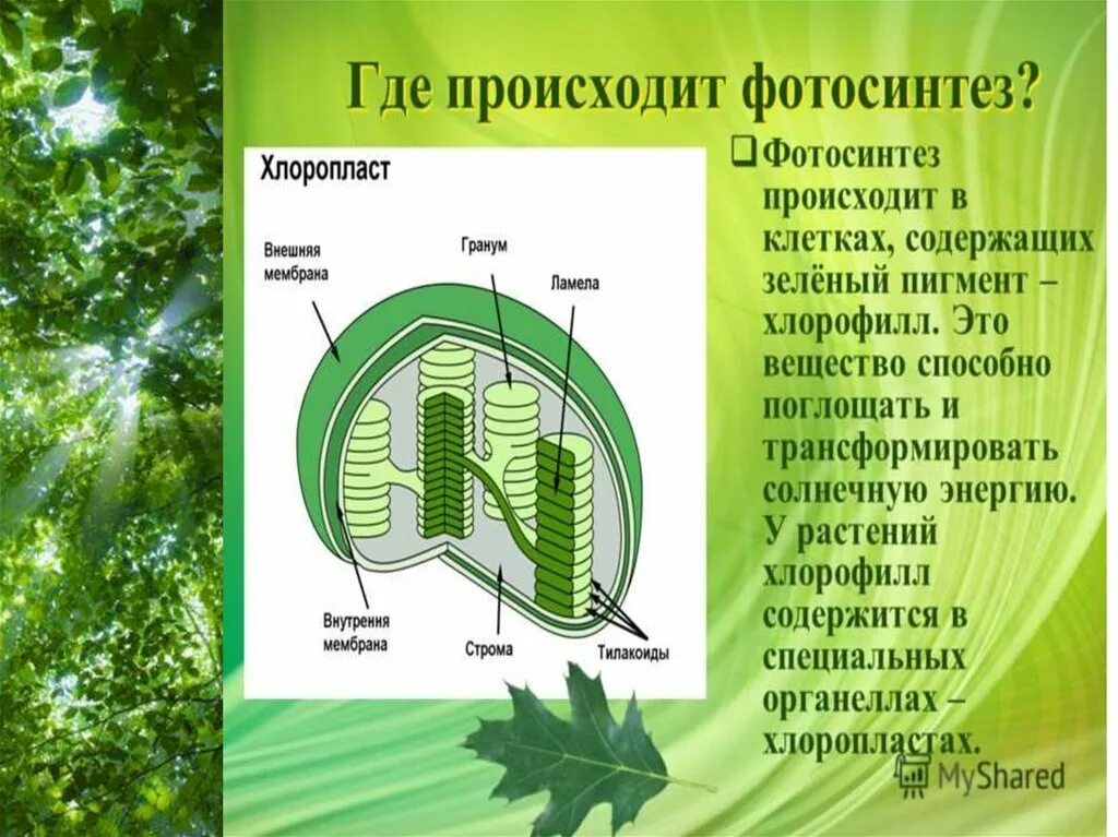 Орган клетки в котором происходит фотосинтез. Фотосинтез хлоропласты хлорофилл. Тилакоид фотосинтез. Фотосинтез в хлоропластах. Строение фотосинтеза.