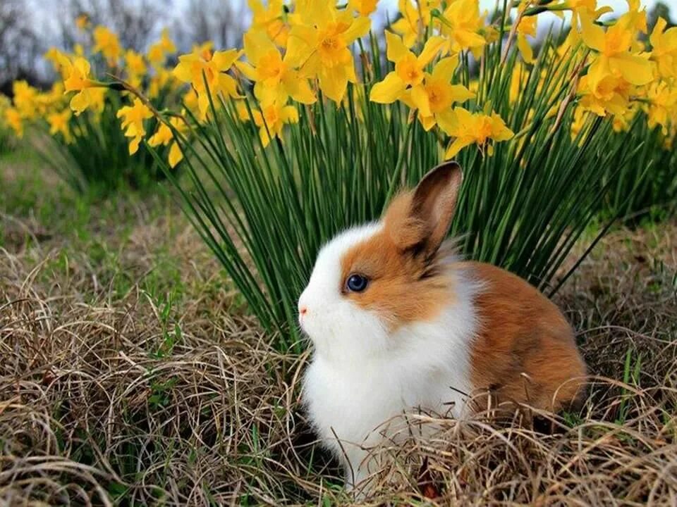 Spring rabbit