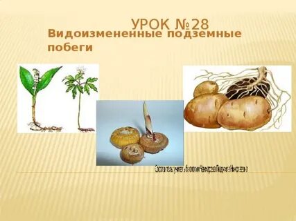 Видоизмененным подземным побегом называют