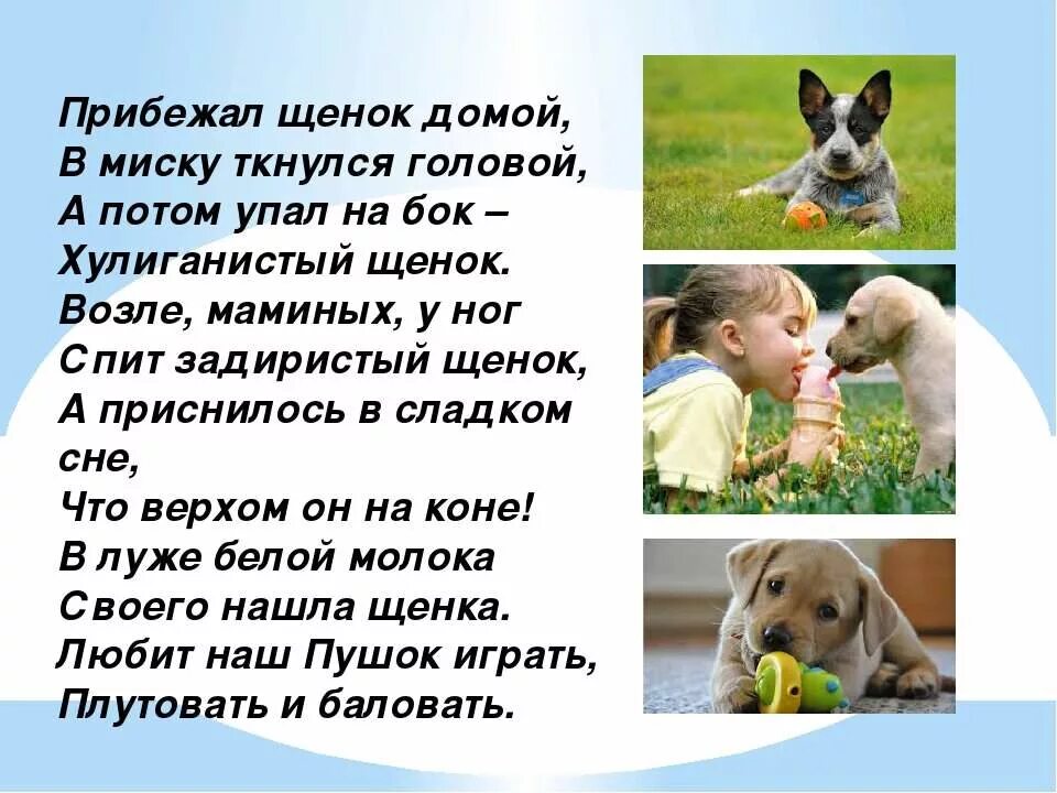 Добрые стихи про собак. Стих про собаку. Моя собака слова. Моя собака слова. Собака друг человека цитаты.