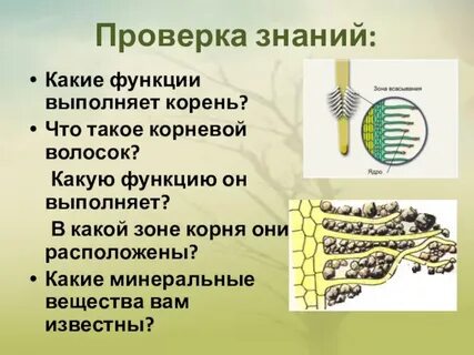 Каково значение корневых волосков в жизни растения