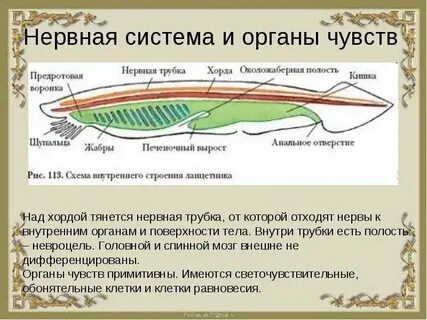 Нервная система представлена нервной трубкой