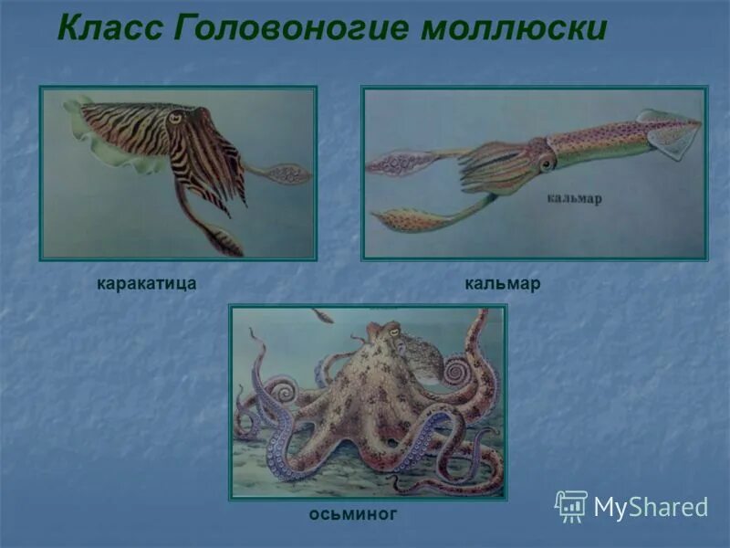 Какой тип питания характерен для каракатицы лекарственной