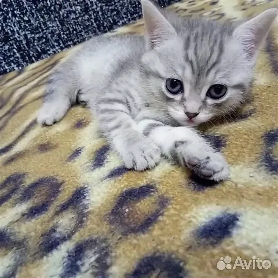 Продаю котенка девочку. Продаю котенка девочку