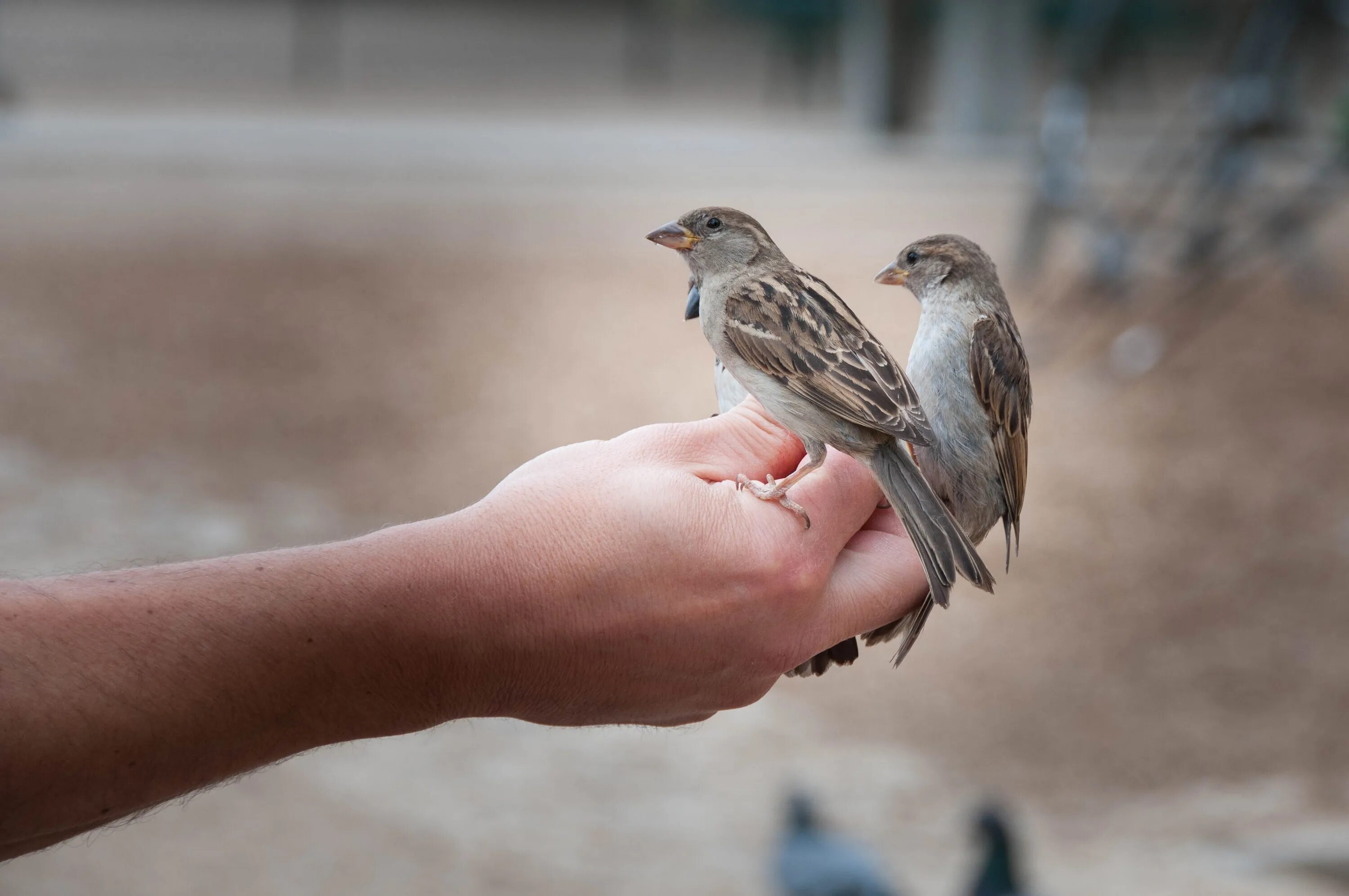 Птичка на руке. Воробей на ладони. Птица на ладони. Человек Воробей. Bird in hand