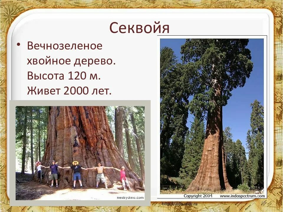 схема установки столбов для забора. измерить высоту столба. высота столбов электропередач. высота железобетонного столба уличного освещения. столб из трубы 60 мм 3 метра чертеж.