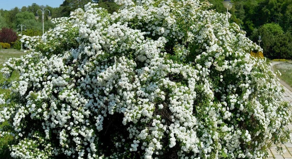 Спирея вангутта описание. Спирея вангутта (spiraea vanhouttei). Спирея вангутта описание. Спирея вангутта. Спирея вангутта описание.