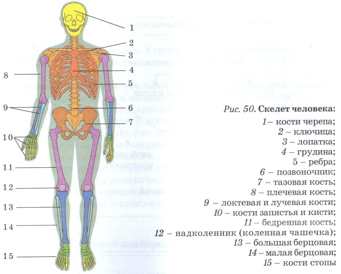 Кости человека 4 класс окружающий мир. Схема опорно двигательной системы человека. Строение скелета биология. Строение скелета с органами. Схема строения человека в рисунке.