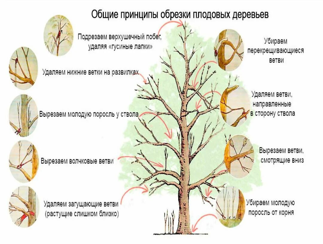 Как подрезать грушу весной