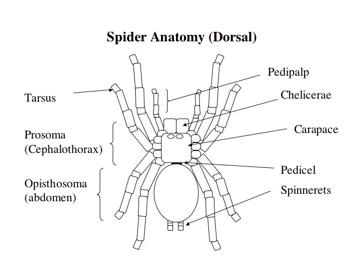 Карапакс паука. Анатомия пауков. Просома у паука. Просома это у пауков. Ттд спайдер