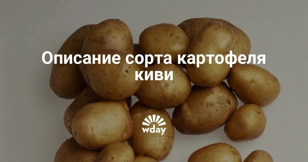 КАРТОФЕЛЬ СЕМЕННОЙ КИВИ 10шт Агрофирма "ФЛОС"