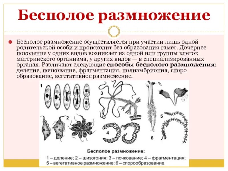 Сформулируйте определение полового размножения. Биология 6 класс формы бесполого размножения схема. бесполое размножение организмов. типы бесполого размножения живых организмов. способы бесполого размножения.