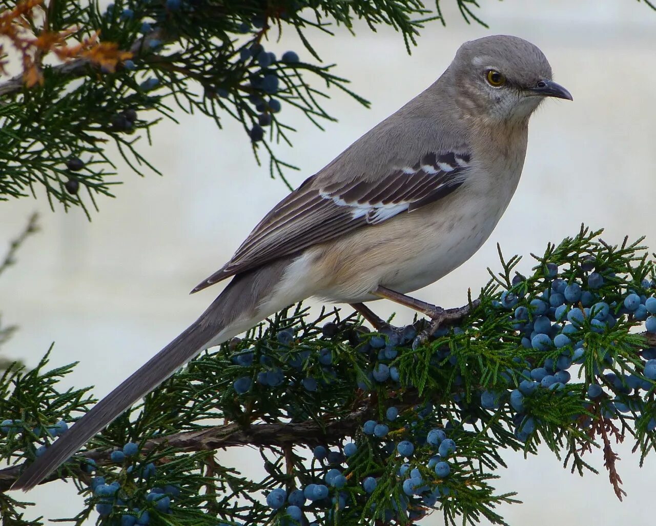 Mocking bird. Дрозд пересмешник. Сибирский пересмешник. Пересмешник птичка птичка. Северный пересмешник.