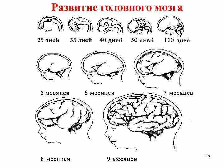 Схему развития головного мозга человека. Стадии развития мозга ребенка. Фронтальная схема развития головного мозга человека. Формирование мозга у ребенка. Изгибы мозга