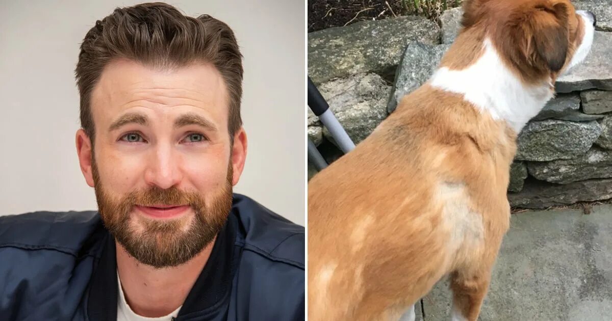 Dog chris. Dog chris. Dog chris. Питбуль аватар 2023. Собака доджер криса эванса порода.