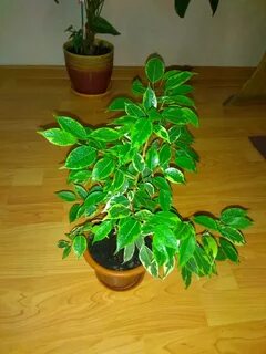 Из какой страны фикус