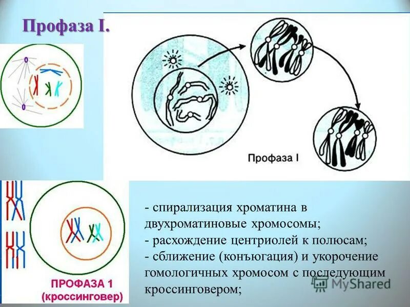 Установите соответствие спирализация хромосом. Профаза хромосомы спирализуются. Профаза спирализация хромосом. Профаза хроматин спирализуется. Митоз спирализация хромосом.