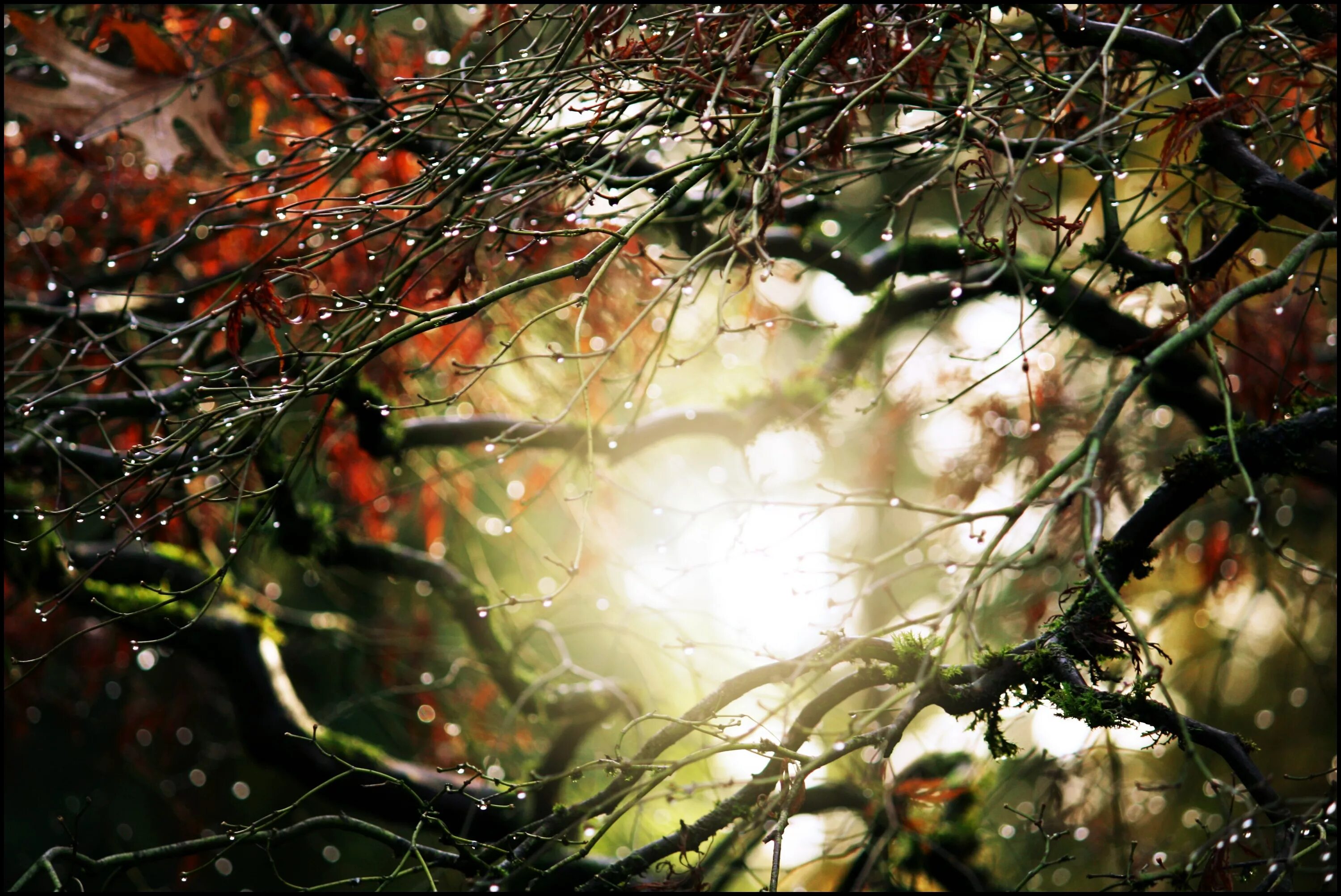 Rain tree