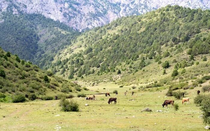 Пагода сух. Пагода сух. Республика узбекистан фергана. Маймиста пагада. Пагода сух.