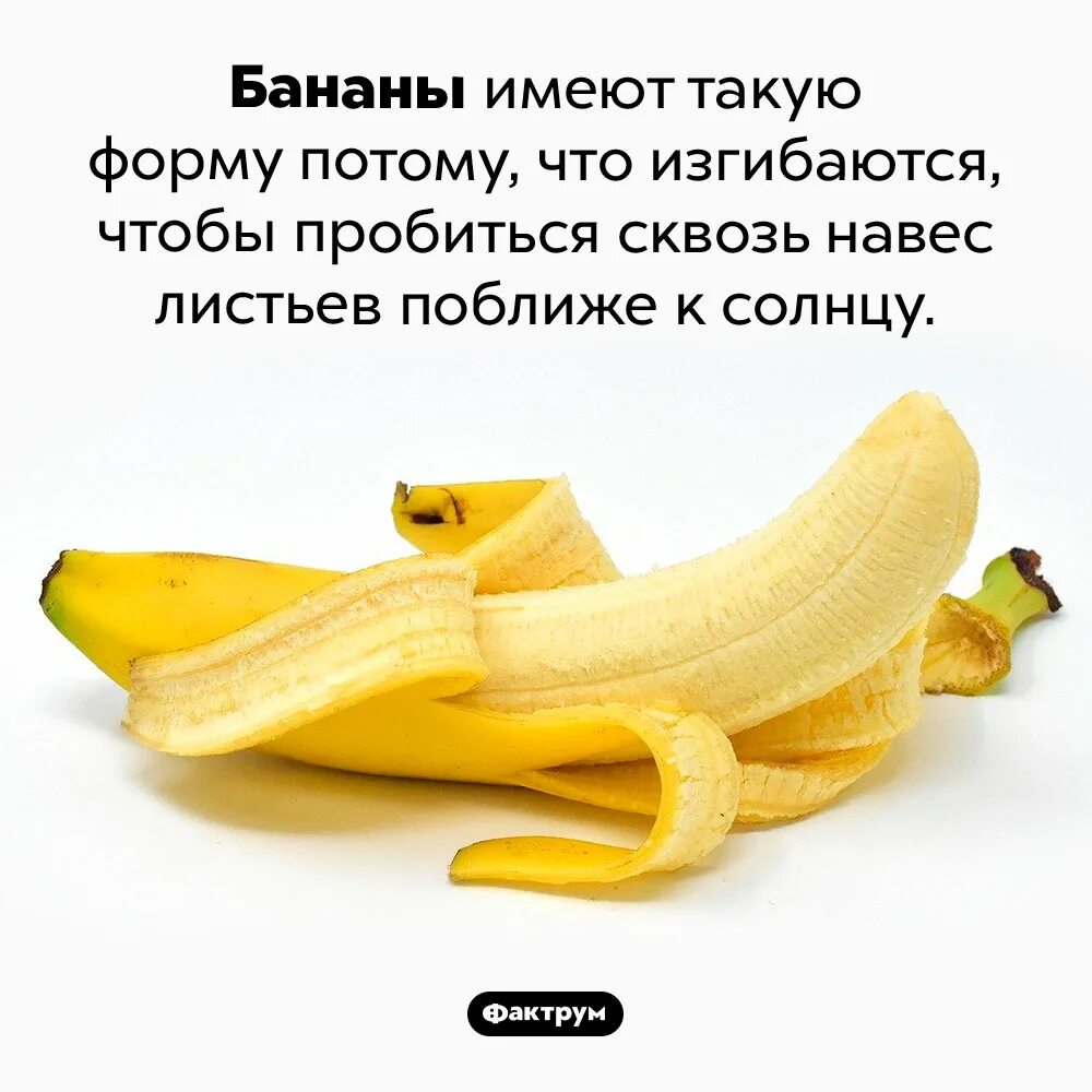 Почему бананы. Бананы. интересные факты о бананах. фрукты банан. банан изогнутый.