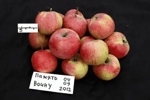 Памяти есаула яблоня описание