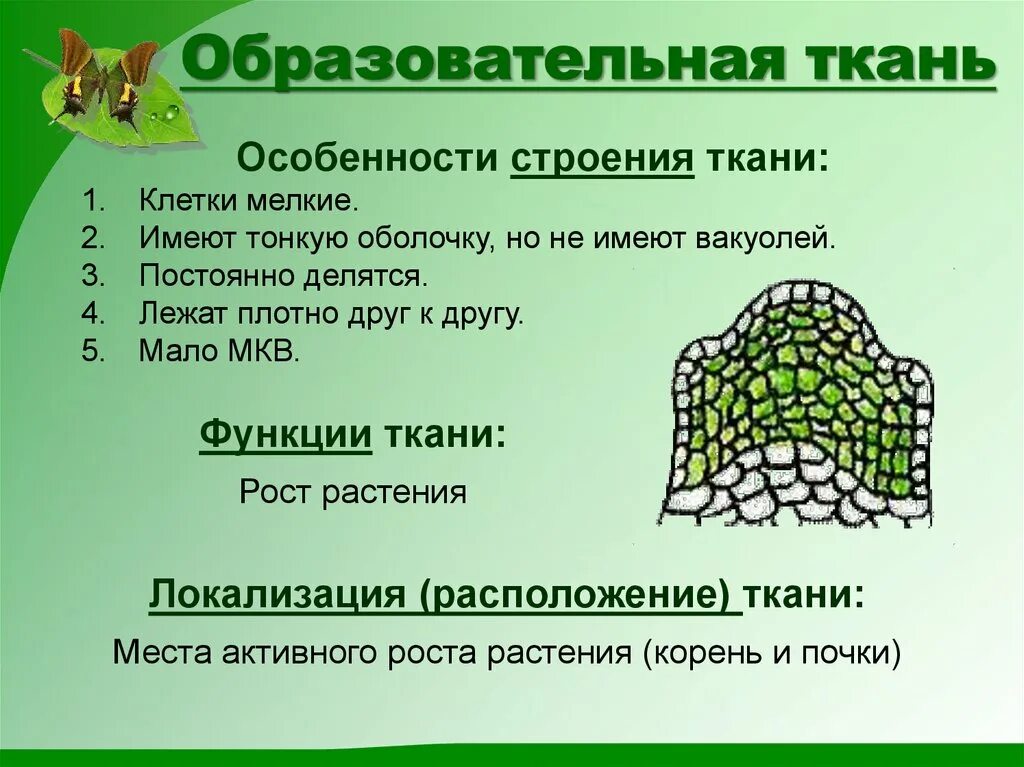 Образовательная ткань растений 6 класс биология. Клеточное строение основной ткани растений. Строение образовательной ткани растений. Образовательная ткань растения особенность и функции.