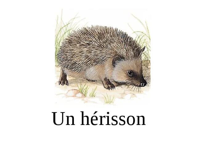 Nina et le secret du herisson. Herisson. Сидр Herisson. Herisson._.n. Hérisson to Herisson.