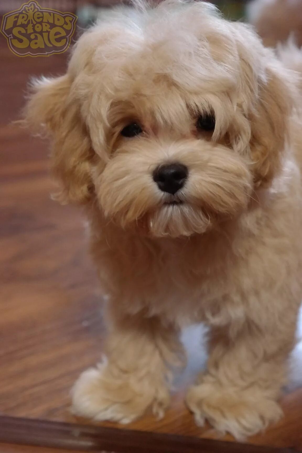 классический мальтипу f11. стрижки мальтипу мальчиков. мальтипу тедди. пудель мальтипу. мальтипу f1 мини.