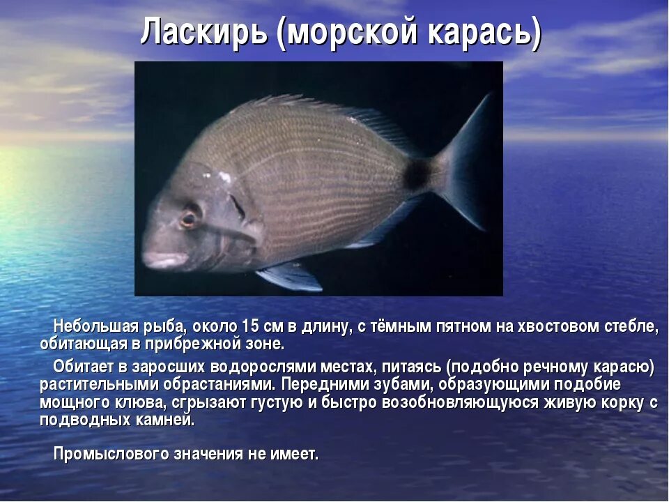 Какие рыбы водятся в море. Рыбы обитающие в черном море. Рыбы которые водятся в черном море. Рыбы чёрного моря названия. Рабы,обитающие в черном море.