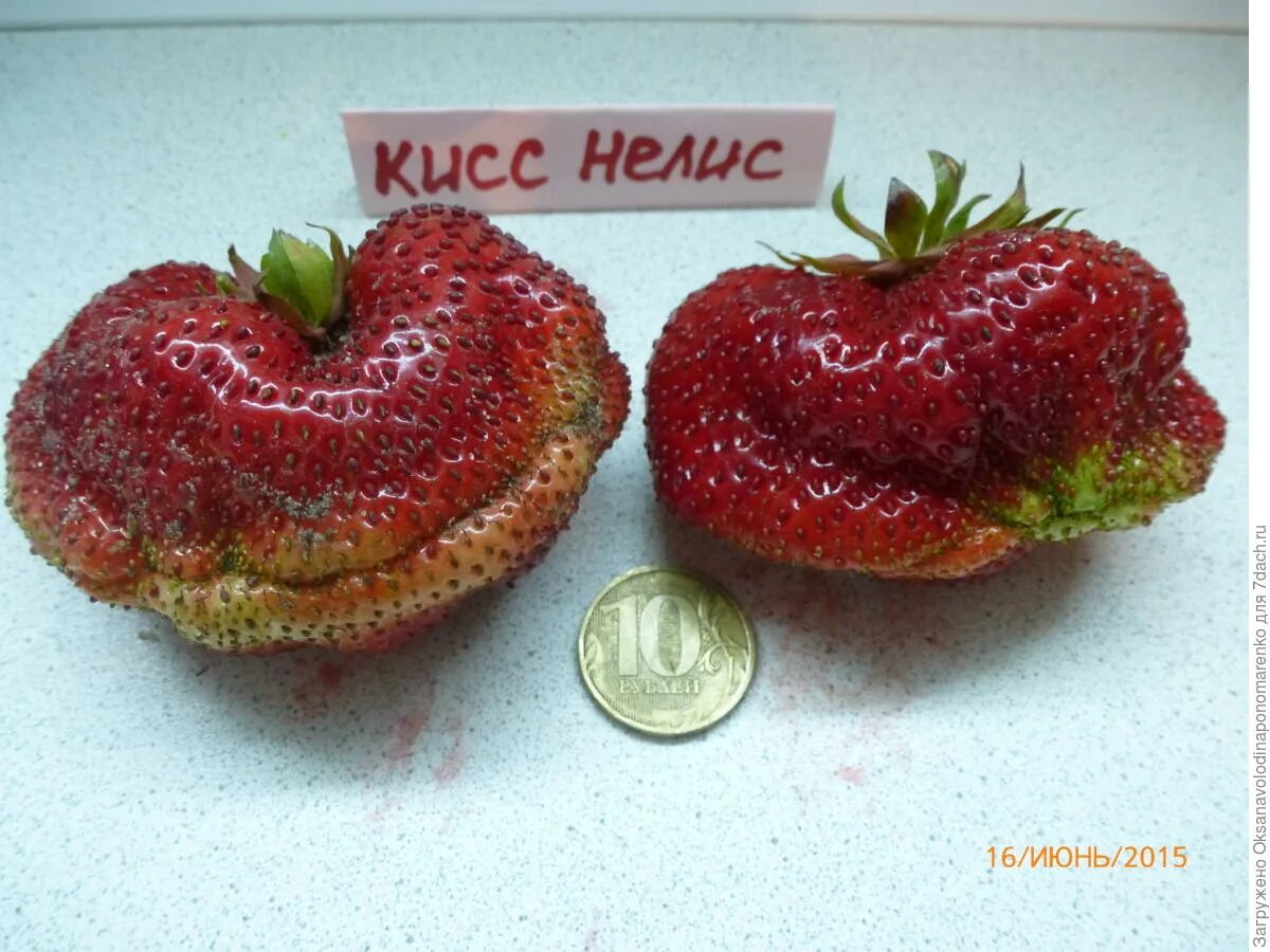 Кисс неллис сорт клубники. Клубника кисс неллис. Кисс неллис сорт клубники. Кисс нелис клубника. Клубника кисс неллис описание сорта.
